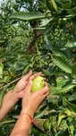 Guayaba